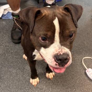 Kowalski -  Mixed Breed Dog for Adoption in Allentown, Pennsylvania - Kowalski | PetCurious