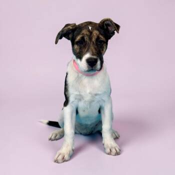 Mixed Breed Dogs Available for Adoption in Alvin, Texas - Sonora | PetCurious