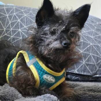 JuneBug -  Chihuahua Dog for Adoption in Madrid, Iowa - JuneBug | PetCurious