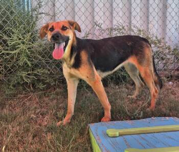 Rescue German Shepherd Dog Dogs for Adoption in Canyon, Texas - Esther | PetCurious