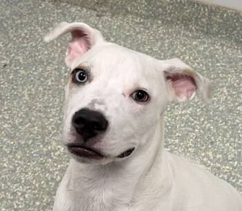 Rescue Shepherd Dogs for Adoption in Houston, Texas - Chico | PetCurious