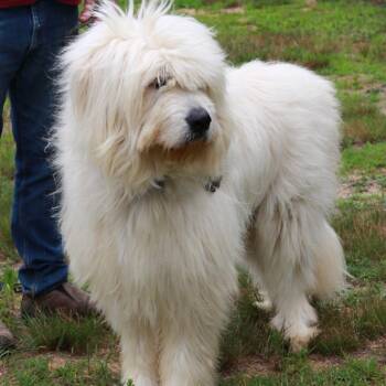 CT Maverick -  Great Pyrenees and Mixed Breed Dog for Adoption in Stormville, New York - CT Maverick | PetCurious