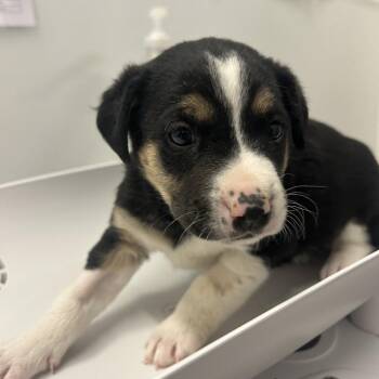 Mixed Breed Dogs Available for Adoption in Park City, Utah - Lantern | PetCurious