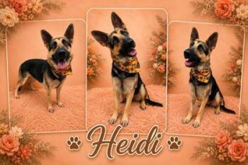 Heidi -  Shepherd and Mixed Breed Dog for Adoption in Seagoville, Texas - Heidi | PetCurious
