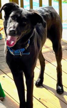 Rescue Labrador Retriever and German Shepherd Dog Dogs for Adoption in Boiling Springs, Pennsylvania - Sasha | PetCurious