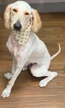 SNOW -  Poodle and Labrador Retriever Dog for Adoption in Brooksville, Florida - SNOW | PetCurious