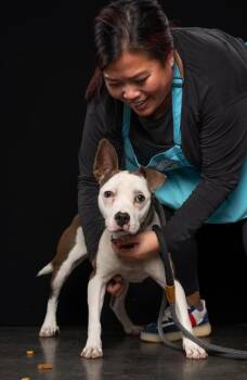 Mixed Breed Dogs Available for Adoption - Diamond | PetCurious