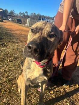 Rescue Labrador Retriever and Pit Bull Terrier Dogs for Adoption in Thomasville, Alabama - Prince | PetCurious