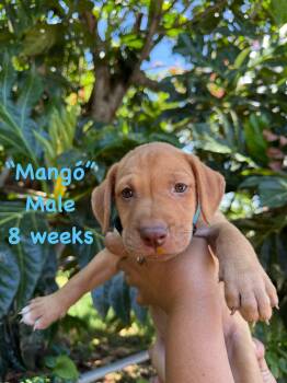 Mango -  Labrador Retriever Dog for Adoption in Ringwood, New Jersey - Mango | PetCurious