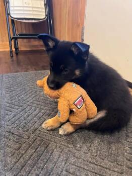 Shepherd and Hound Dogs Available for Adoption - Ace | PetCurious