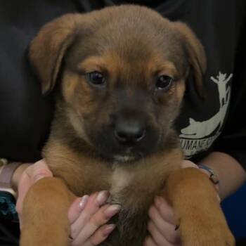 Mary Ann -  Mixed Breed Dog for Adoption in Blue Ridge, Georgia - Mary Ann | PetCurious