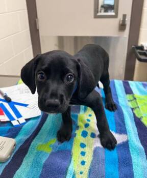 Dr. Robby -  Coonhound and Mixed Breed Dog for Adoption in Westland, Michigan - Dr. Robby | PetCurious