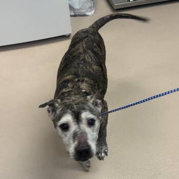 Mixed Breed Dogs Available for Adoption - Kat | PetCurious