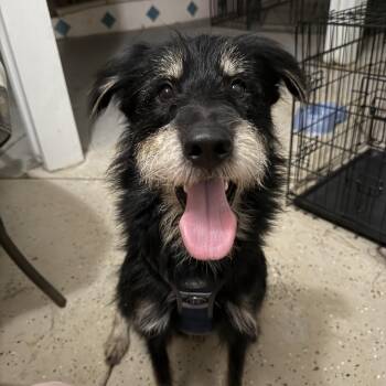 LUCKY -  Schnauzer and Border Terrier Dog for Adoption in Los Angeles, California - LUCKY | PetCurious