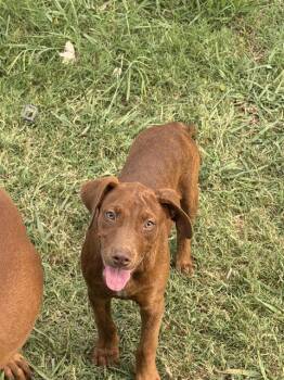 STICKLY -  Mixed Breed Dog for Adoption in Dallas, Texas - STICKLY | PetCurious