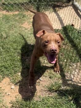 Pete -  Mixed Breed Dog for Adoption - Pete | PetCurious