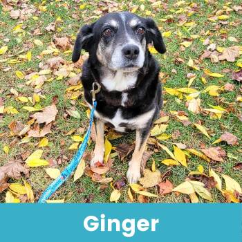 Rescue Mixed Breed Dogs for Adoption - Ginger | PetCurious
