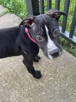 Gabby -  Mixed Breed Dog for Adoption in Cedar Rapids, Iowa - Gabby | PetCurious