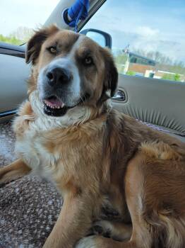 Mixed Breed Dogs Available for Adoption in Hindsboro, Illinois - Missy | PetCurious