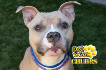 Staffordshire Bull Terrier Dogs Available for Adoption in San Marcos, California - URGENT SAVE ME PLEASE Chubbs A550697 | PetCurious