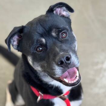 Rescue Mixed Breed Dogs for Adoption in Mankato, Minnesota - Kitty | PetCurious