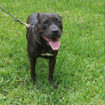 Rescue Labrador Retriever and Retriever Dogs for Adoption in Lakeland, Florida - Mocha | PetCurious