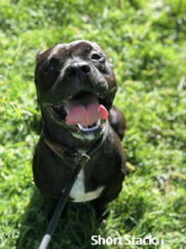 Rescue Pit Bull Terrier Dogs for Adoption in Elkins, West Virginia - Short Stack | PetCurious