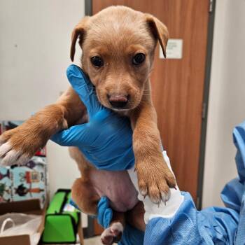 Shepherd Dogs Available for Adoption in Edinburg, Texas - Spunky | PetCurious
