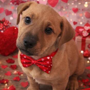 Labrador Retriever and Mixed Breed Dogs Available for Adoption - Tuesday | PetCurious