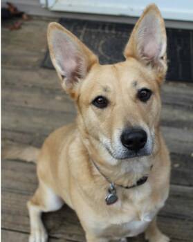 Rescue Carolina Dog Dogs for Adoption in Midlothian, Virginia - Cali - 4 Year Old Female Purebred Bestbuddy Carolina Dog Mix-Spa | PetCurious