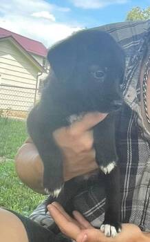 Lilith -  Husky Dog for Adoption in Germantown, Ohio - Lilith | PetCurious