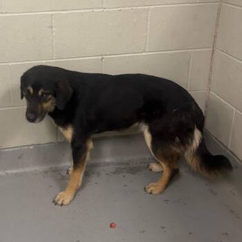 Shepherd Dogs Available for Adoption in Batavia, Ohio - Widget | PetCurious