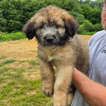 CT Daphne -  Terrier and Mixed Breed Dog for Adoption in Eastford, Connecticut - CT Daphne | PetCurious