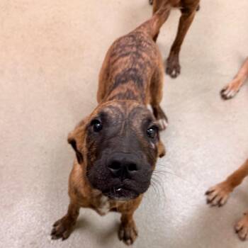 Leia -  Shepherd and Mixed Breed Dog for Adoption in Lynchburg, Virginia - Leia | PetCurious