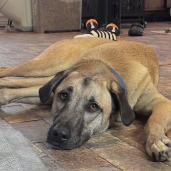 Lucky Ace -  German Shepherd Dog and Mixed Breed Dog for Adoption in Abbotsford, British Columbia - Lucky Ace | PetCurious