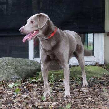 Dexter -  Labrador Retriever Dog for Adoption in Mckean, Pennsylvania - Dexter | PetCurious