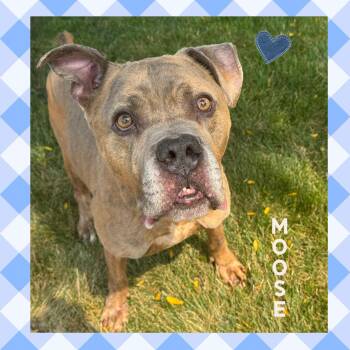 Moose -  Pit Bull Terrier and Boxer Dog for Adoption in Mokena, Illinois - Moose | PetCurious