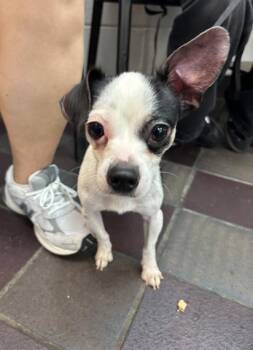 Jacob -  Mixed Breed Dog for Adoption in New York, New York - Jacob | PetCurious