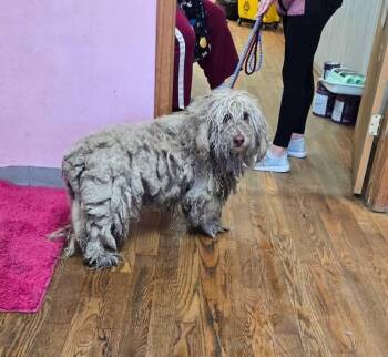 Poodle and Bernese Mountain Dog Dogs Available for Adoption - Clover | PetCurious