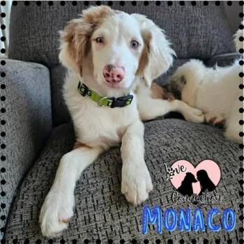 Monaco -  Australian Shepherd and Poodle Dog for Adoption in Gilbert, Arizona - Monaco | PetCurious