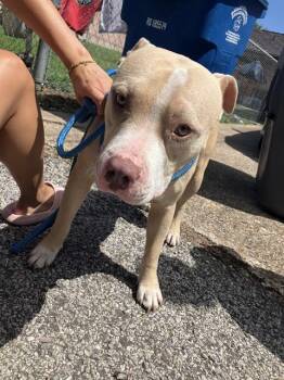 LEONARDO -  Mixed Breed Dog for Adoption in Dallas, Texas - LEONARDO | PetCurious