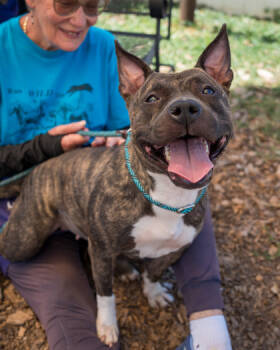 Rescue Mixed Breed Dogs for Adoption in Chamblee, Georgia - Gewels- IN FOSTER | PetCurious