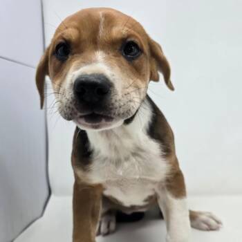 Mixed Breed Dogs Available for Adoption in Columbia, Missouri - Mystery Date | PetCurious
