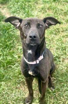 Rescue Labrador Retriever and Mixed Breed Dogs for Adoption in Aliquippa, Pennsylvania - NESSIE | PetCurious