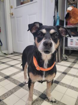 Jack Russell Terrier and Cocker Spaniel Dogs Available for Adoption in Frankfort, Kentucky - Penny 5754 D | PetCurious