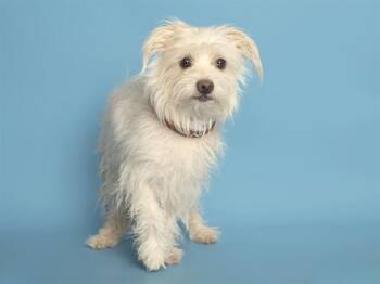 BIG STEPPER -  Chihuahua and Cairn Terrier Dog for Adoption in Phoenix, Arizona - BIG STEPPER | PetCurious