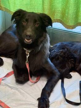 Mama Bear -  German Shepherd Dog Dog for Adoption in Williston, Vermont - Mama Bear | PetCurious
