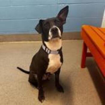 Mixed Breed Dogs Available for Adoption - Midnight | PetCurious