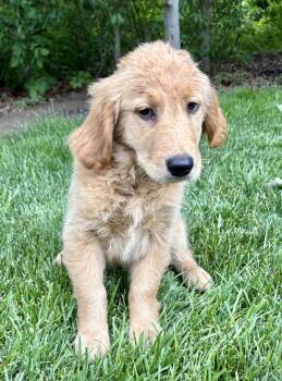 Frankie -  Golden Retriever Dog for Adoption in New Baltimore, Michigan - Frankie | PetCurious