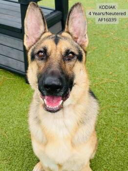 Kodiak -  German Shepherd Dog Dog for Adoption - Kodiak | PetCurious